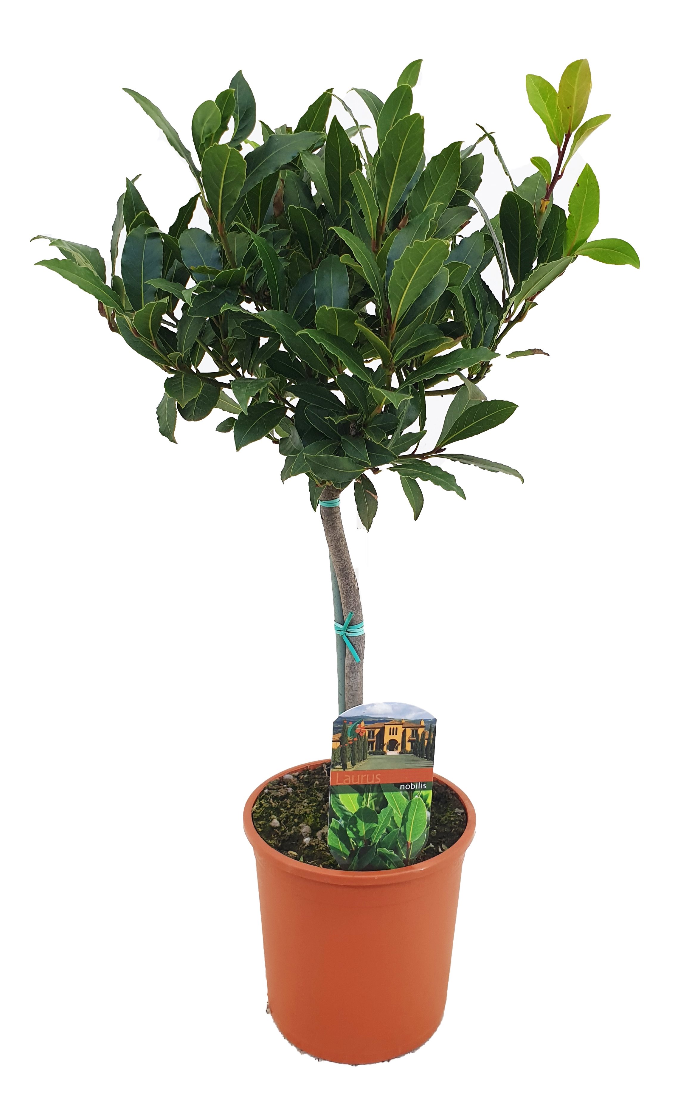 Dafin, in ghiveci, 15 cm