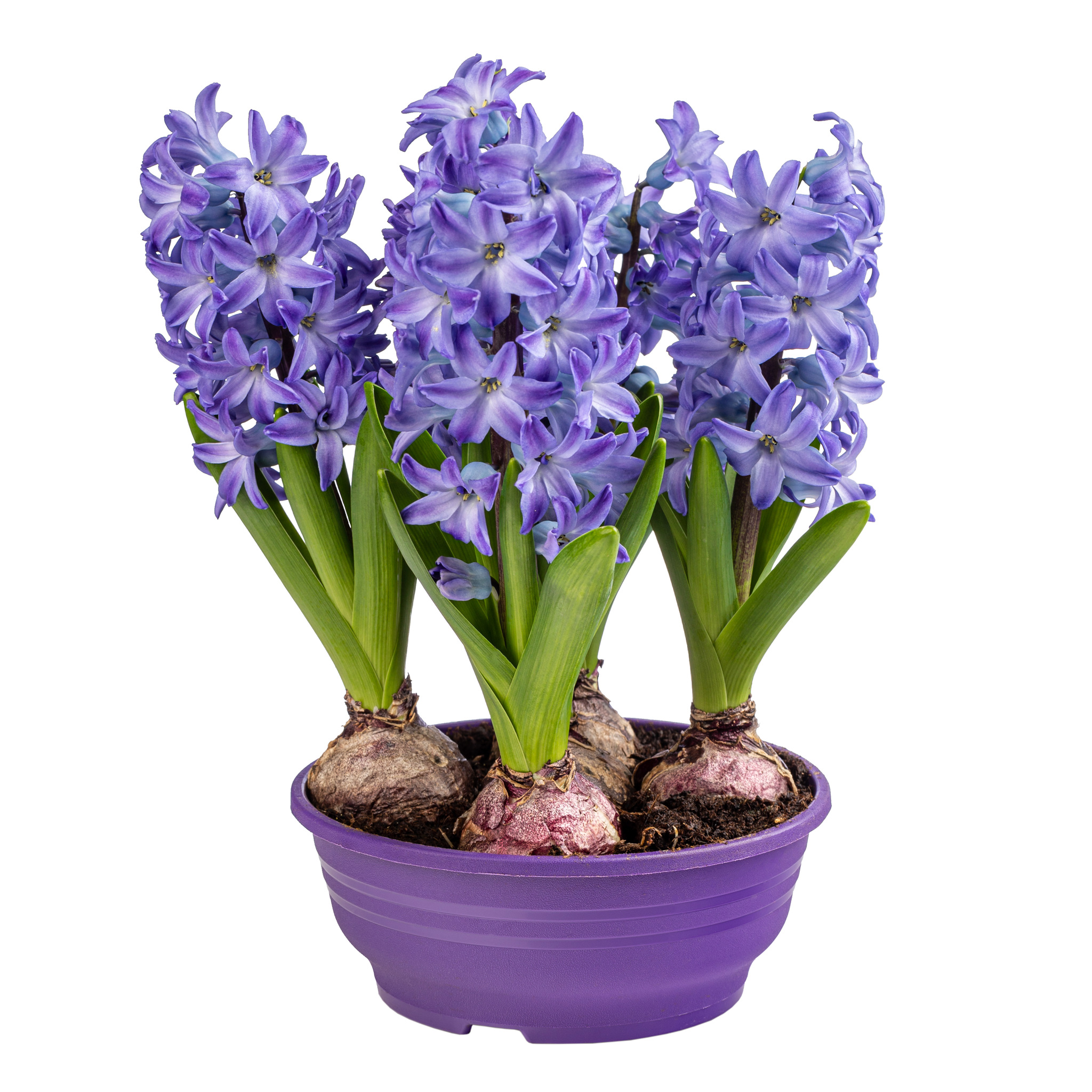 Bulb zambila, in ghiveci, 16 cm  