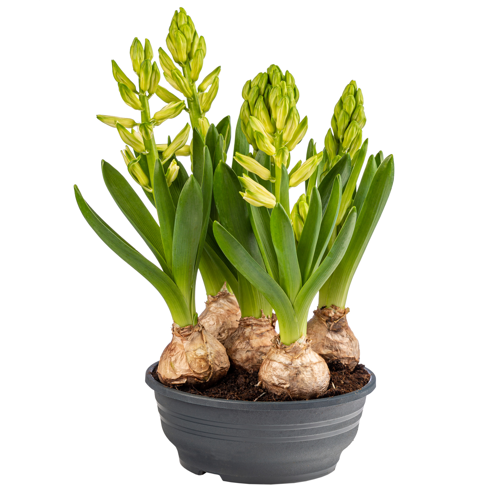 Bulb zambila, in ghiveci, 16 cm  