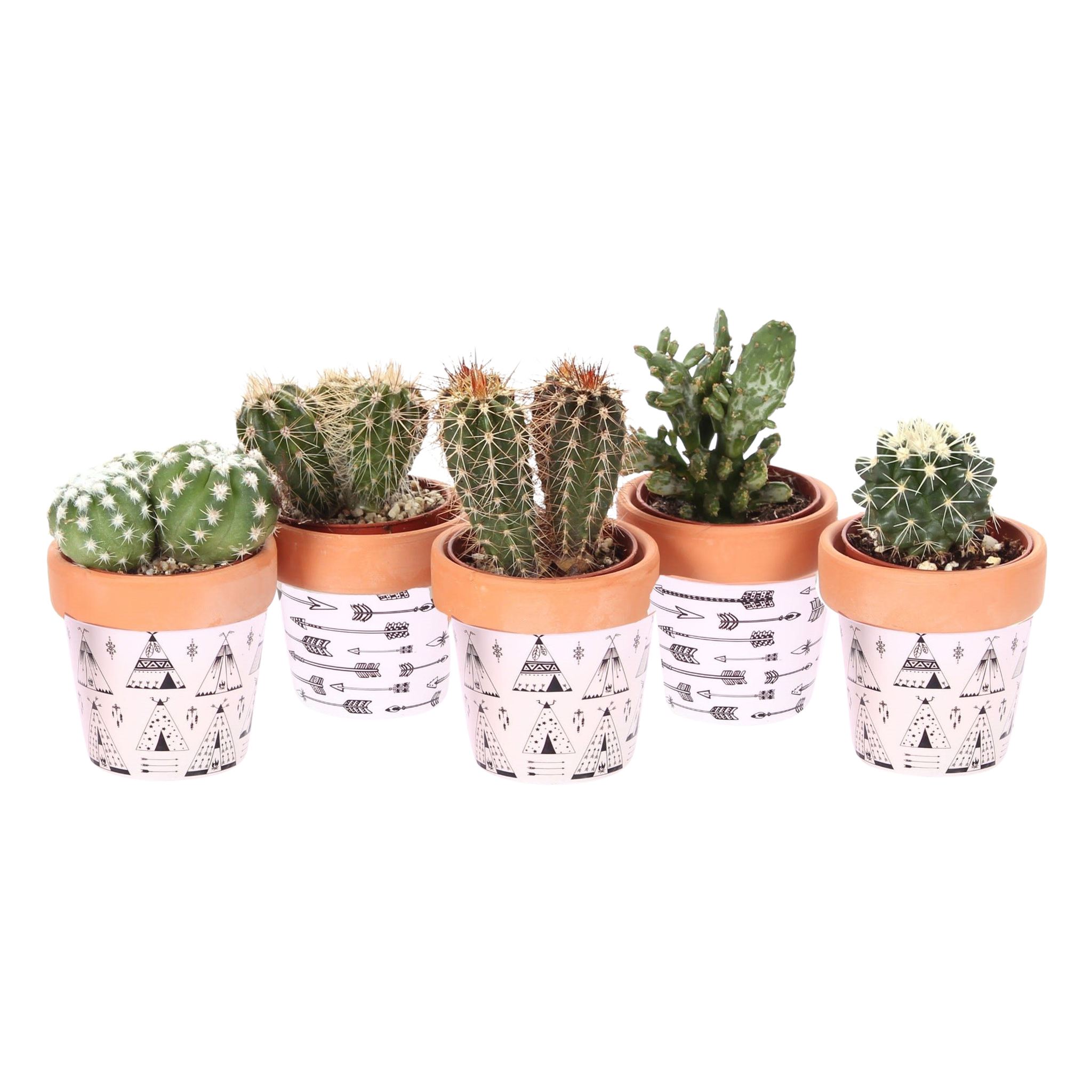 Cactus, in ghiveci, 6 cm