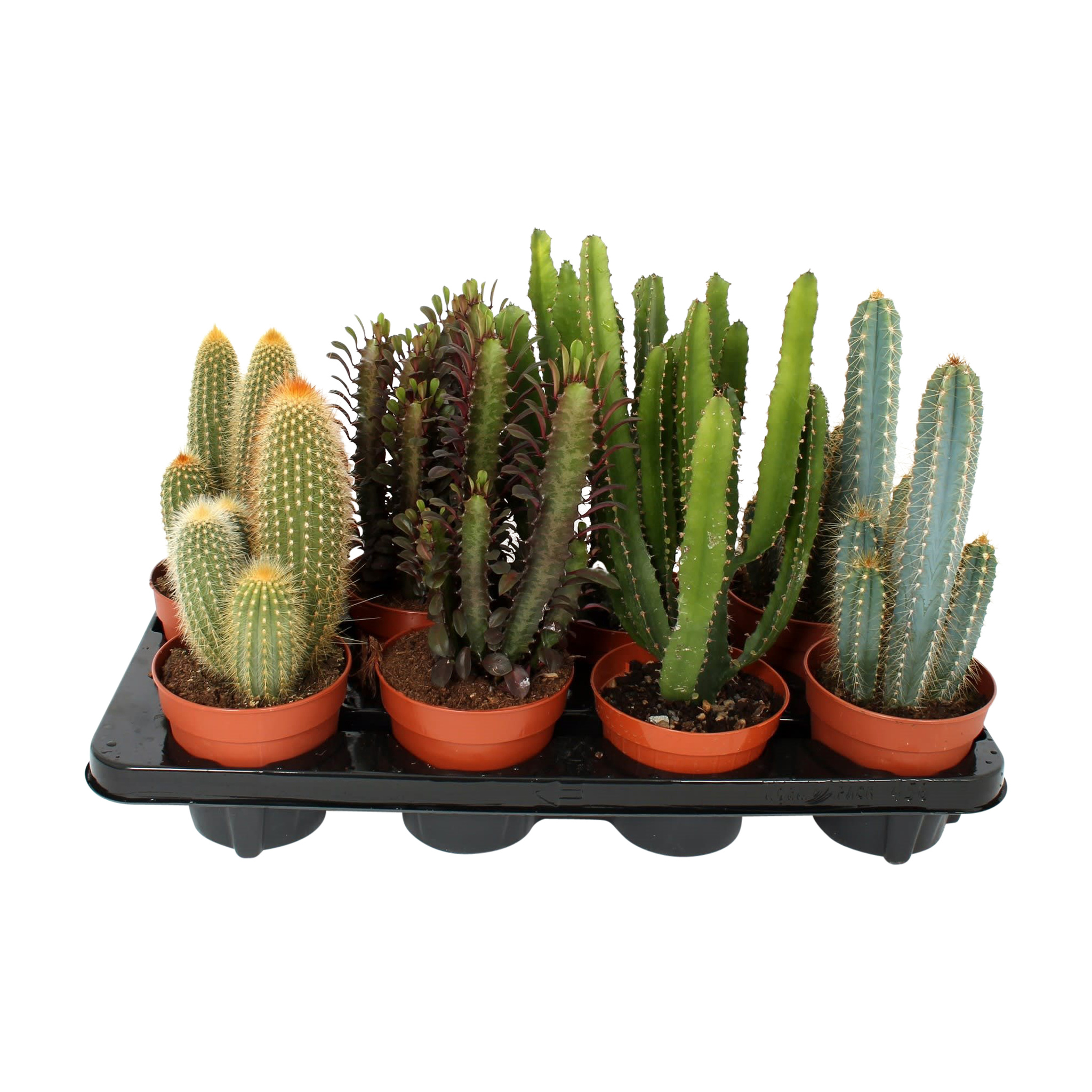 Cactus mix, in ghiveci, 12 cm