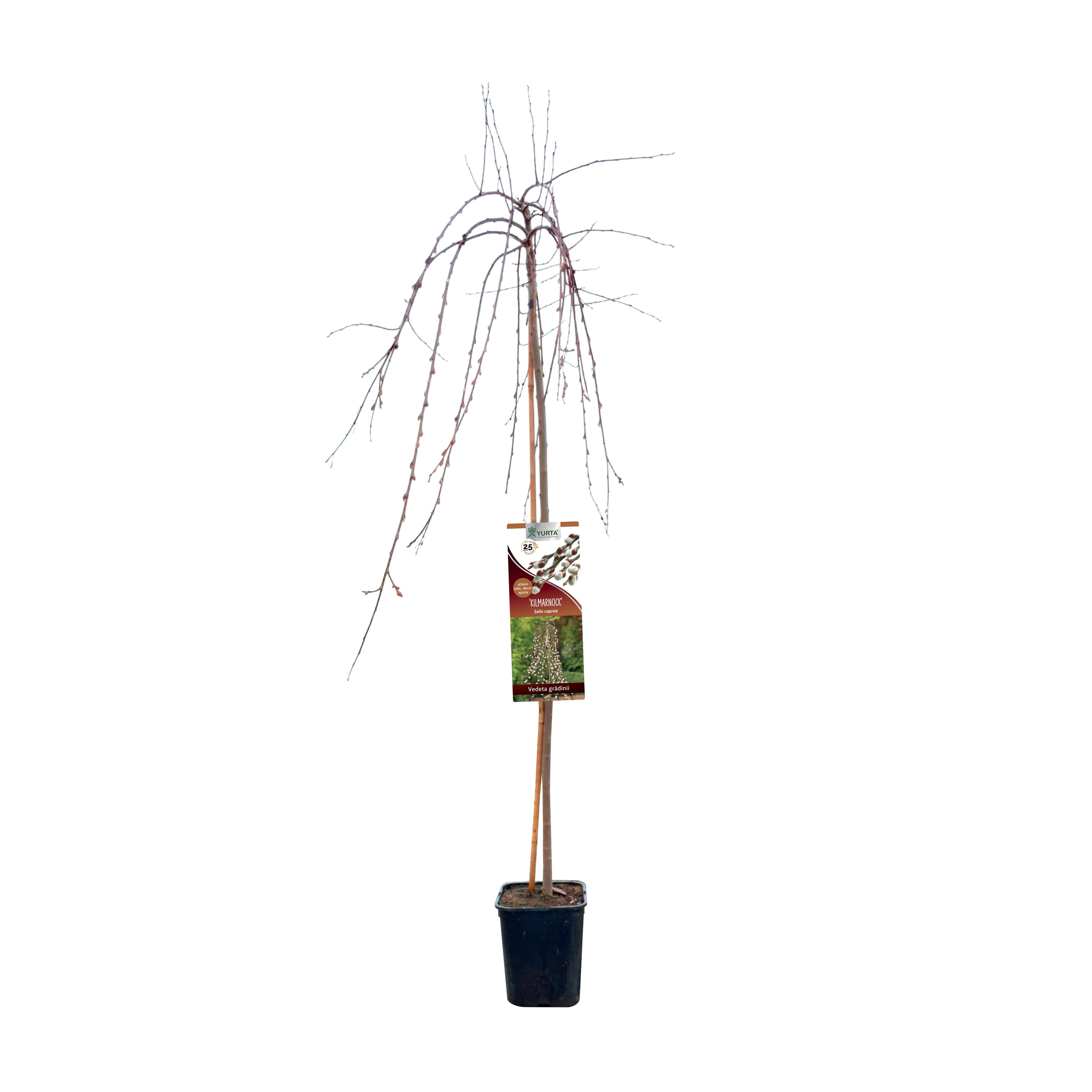 Arbori Ornamentali