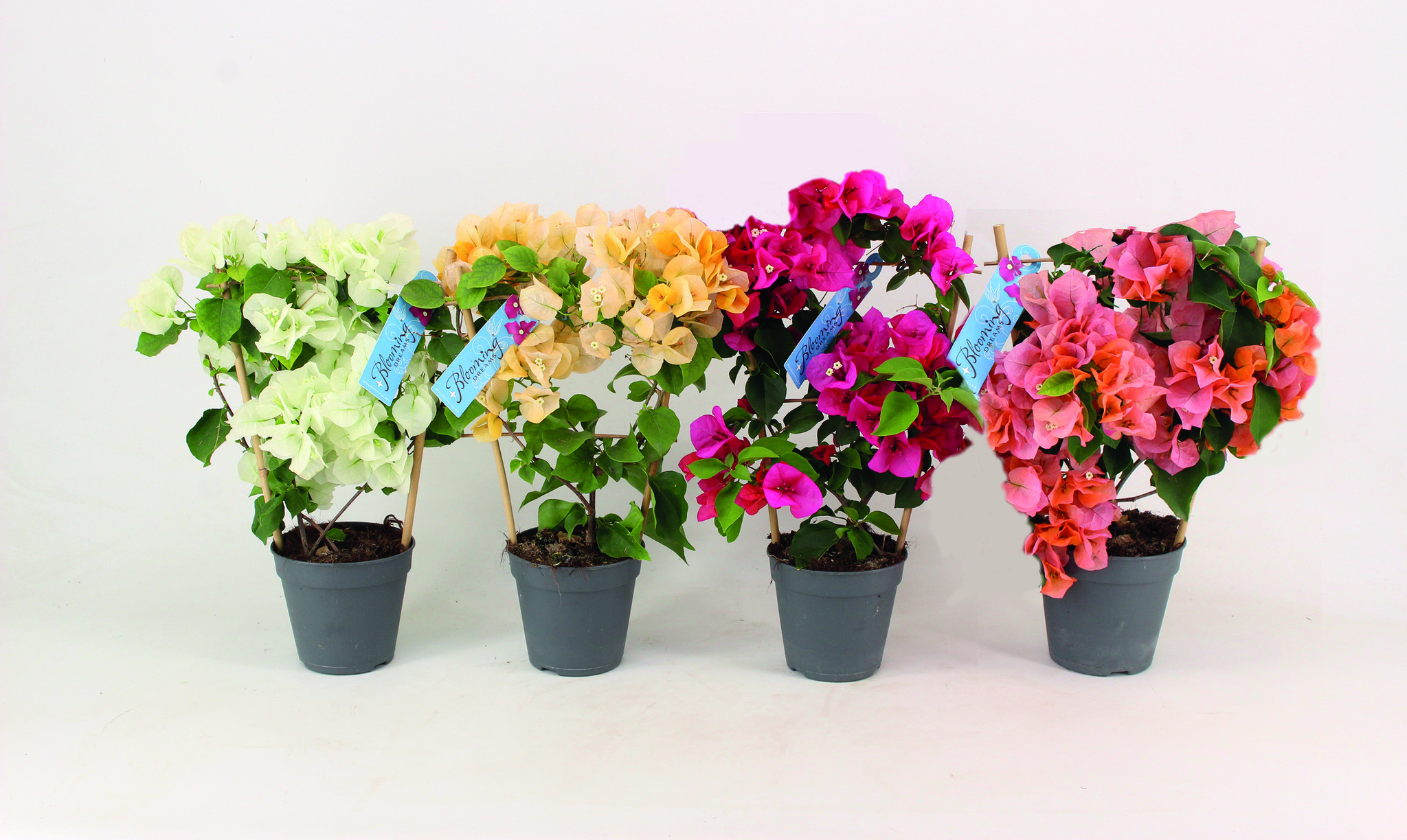 Bougainvillea, in ghiveci, 12 cm