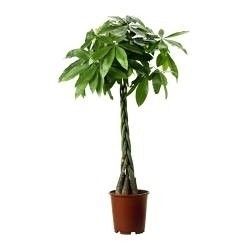 Pachira Aquatica