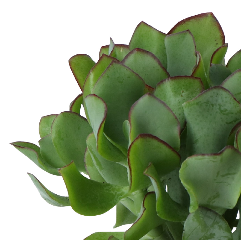 Crassula