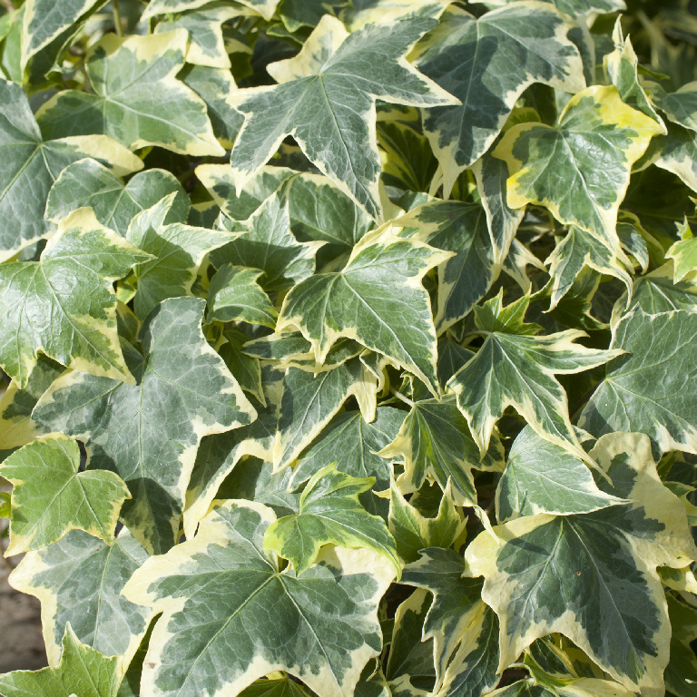 Iedera De Primavara 10.5 Cm