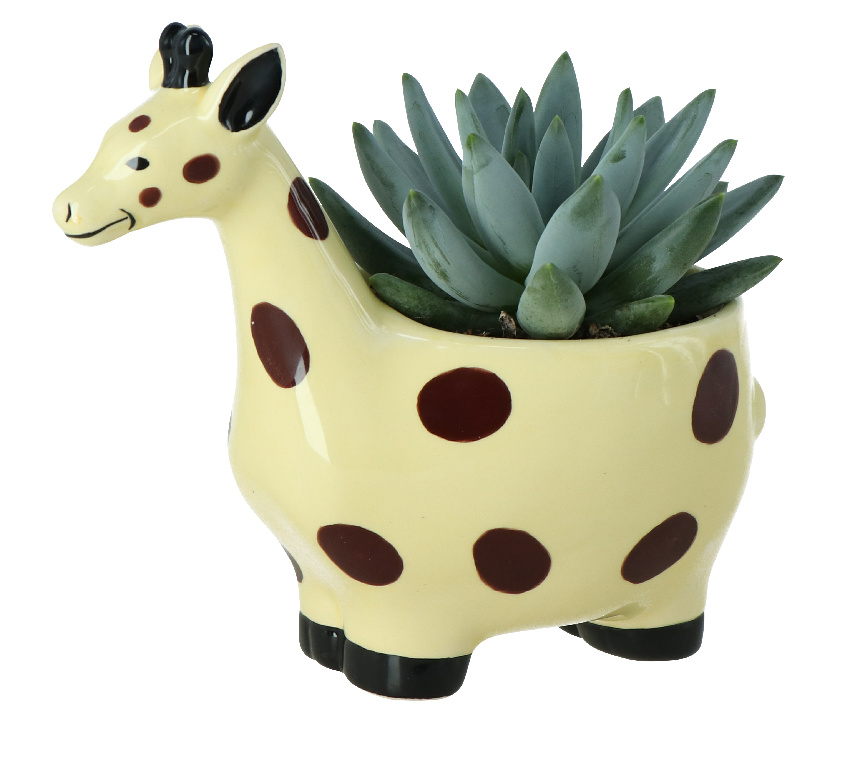 Girafa Suculenta