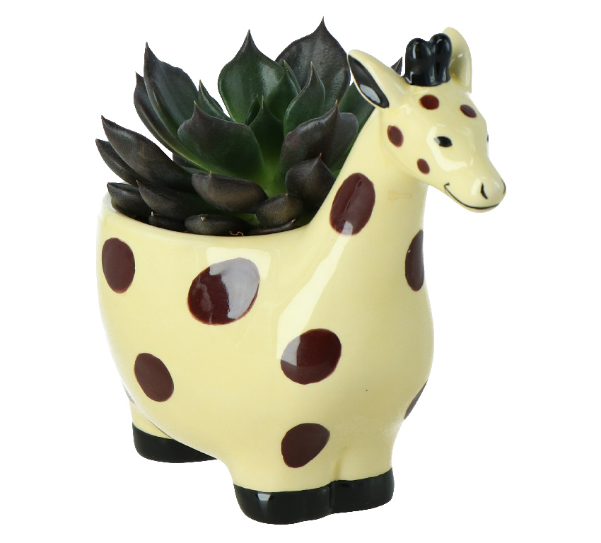 Girafa Suculenta