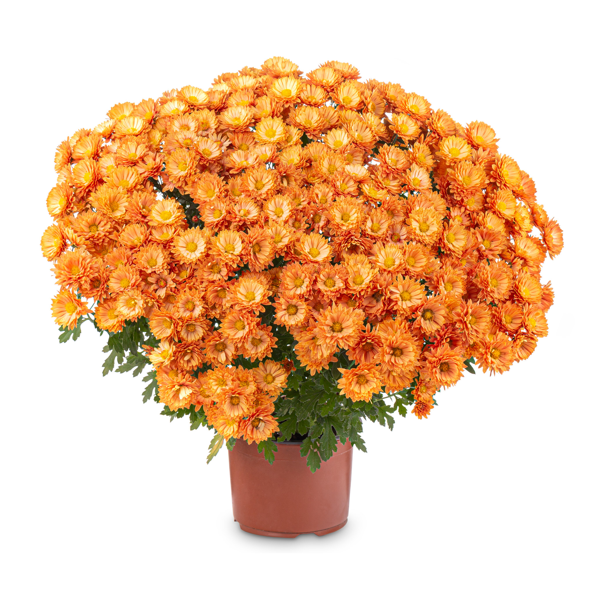 Crizantema cu o singura floare 17 cm