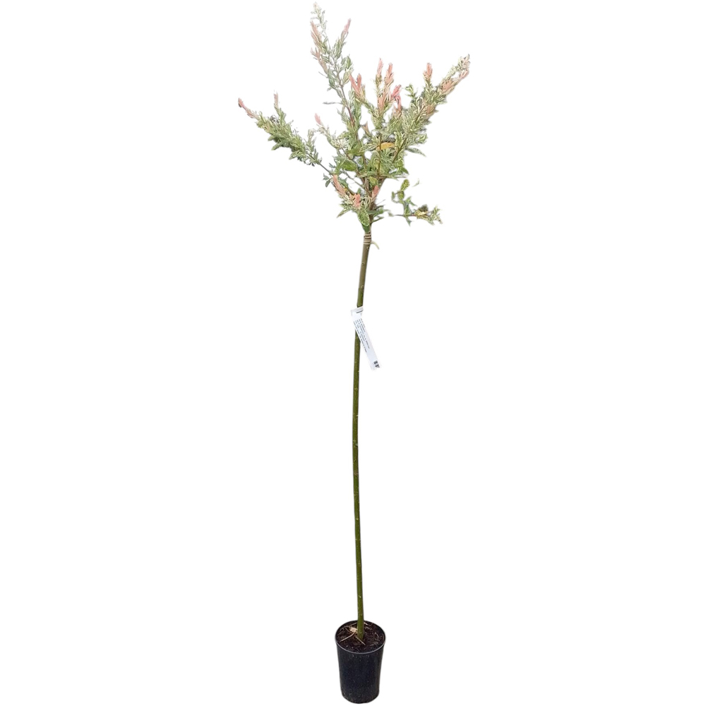 Salix Hakuro, D 18 cm, H 150 cm