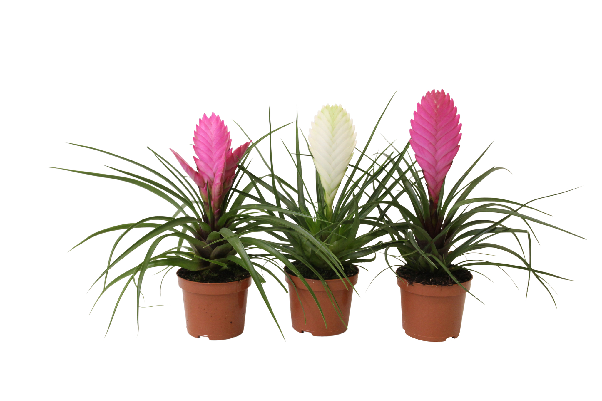 Tillandsia mix, in ghiveci, 9 cm
