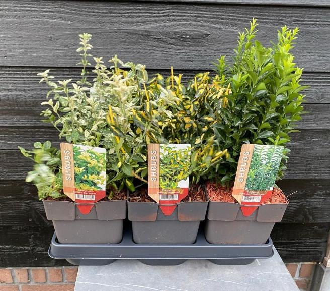 Mix Euonymus