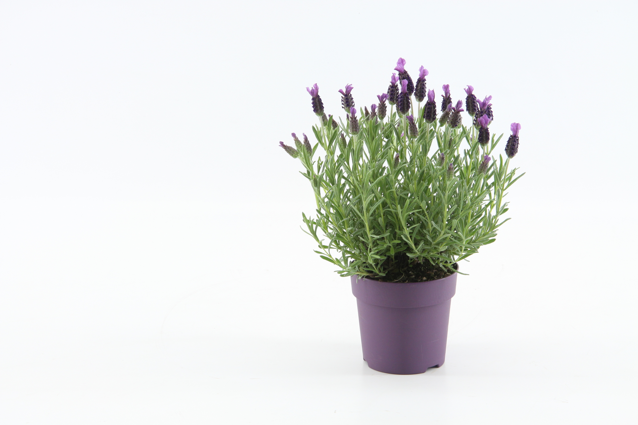 Levantica violet, in ghiveci