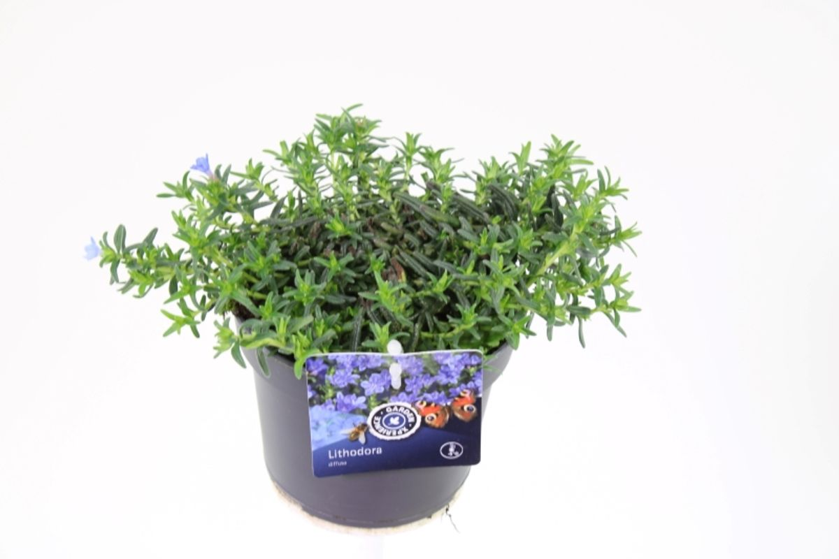   Lithodora