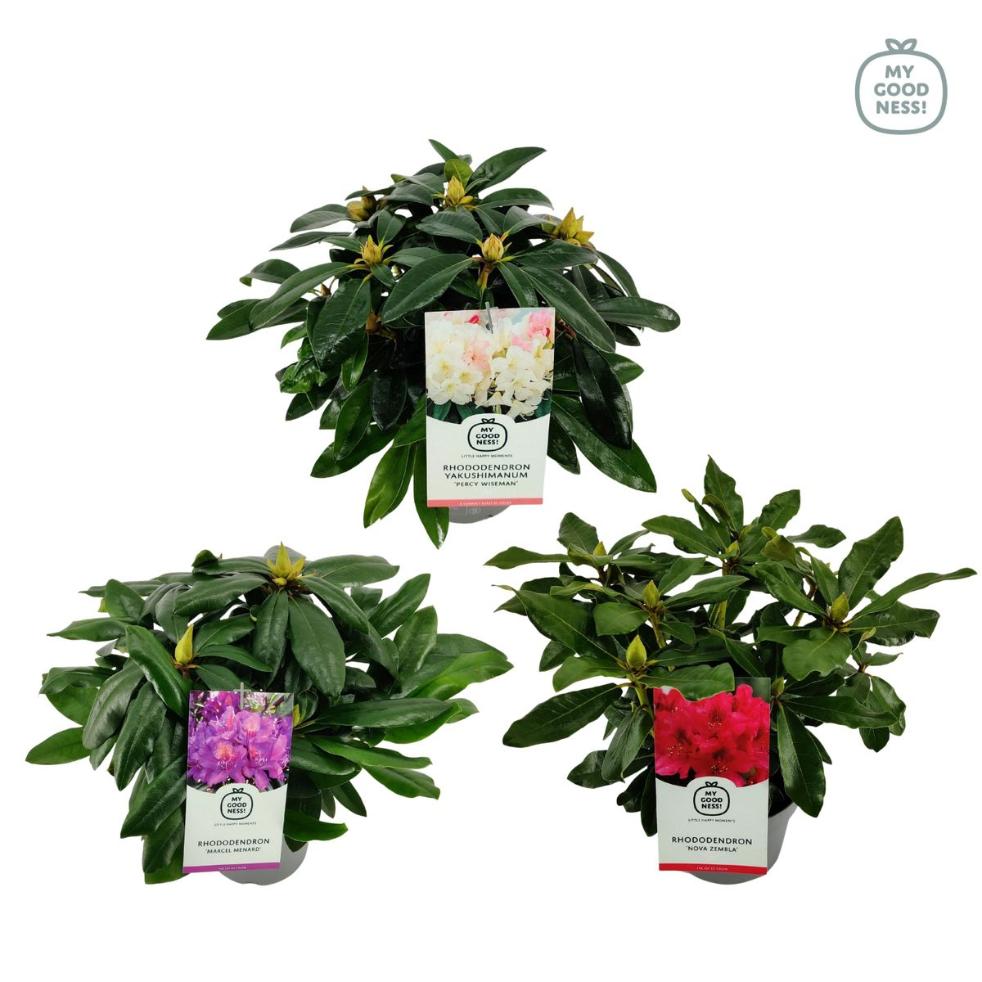 Rhododendron, 17 cm