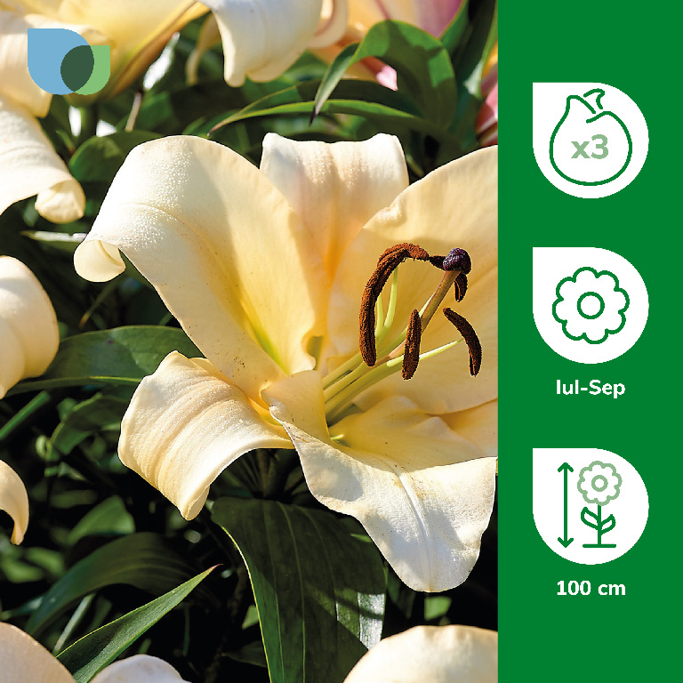 Bulbi Crin Imperial Lily Conca D.Or, galben