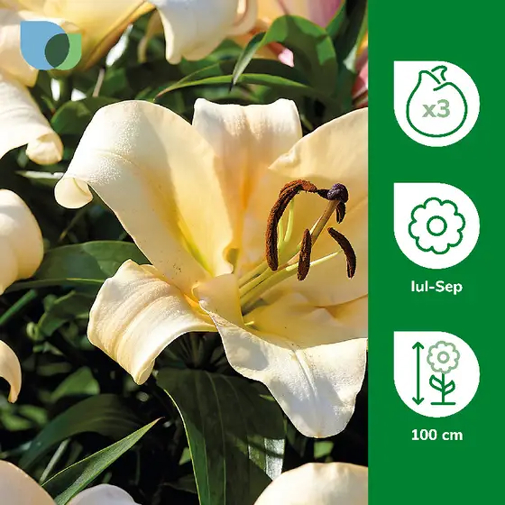 Bulbi Crin Imperial Lily Conca D.Or, galben