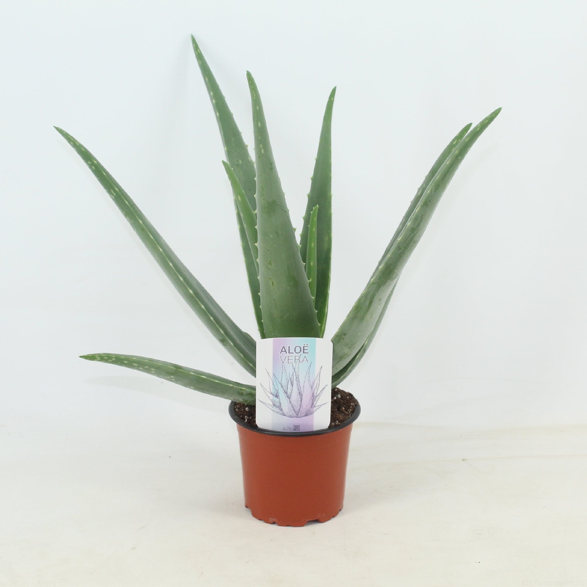Aloe Vera, in ghiveci
