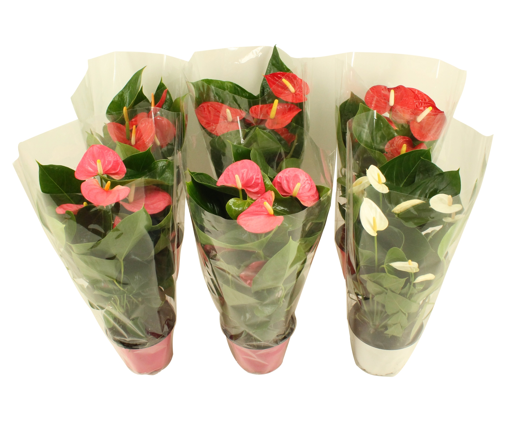 Anthurium mix, in ghiveci, 55 cm