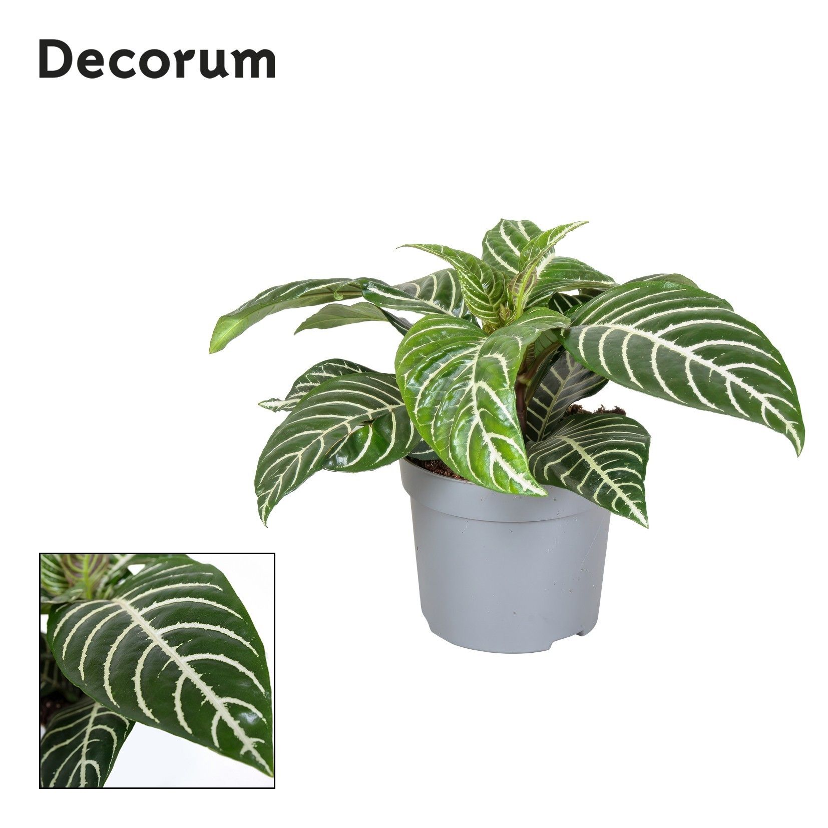 Calathea Zebra