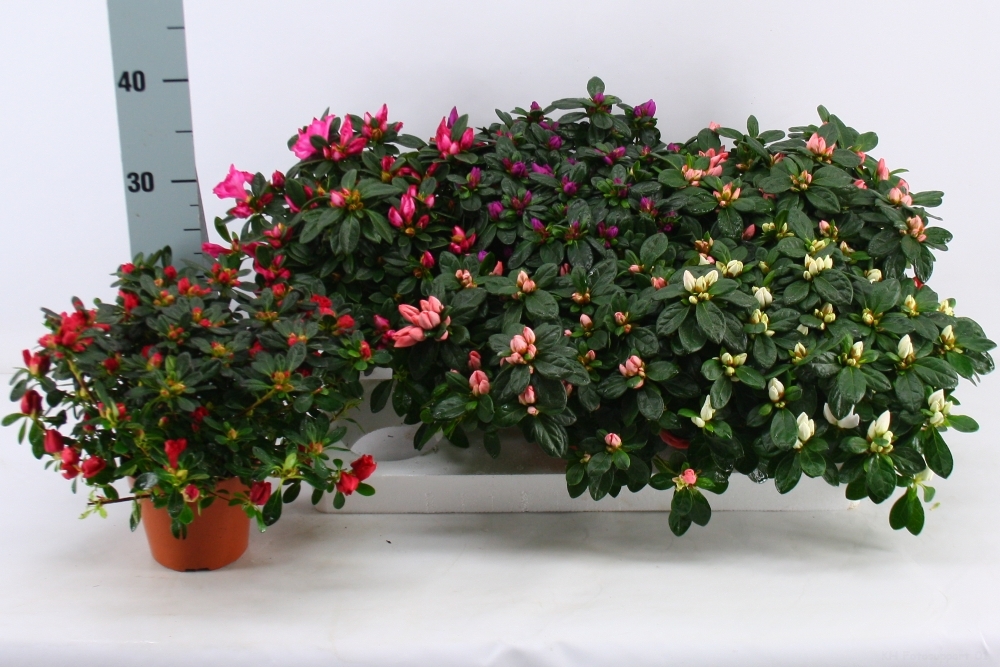Azalea mix, in ghiveci, 22 cm