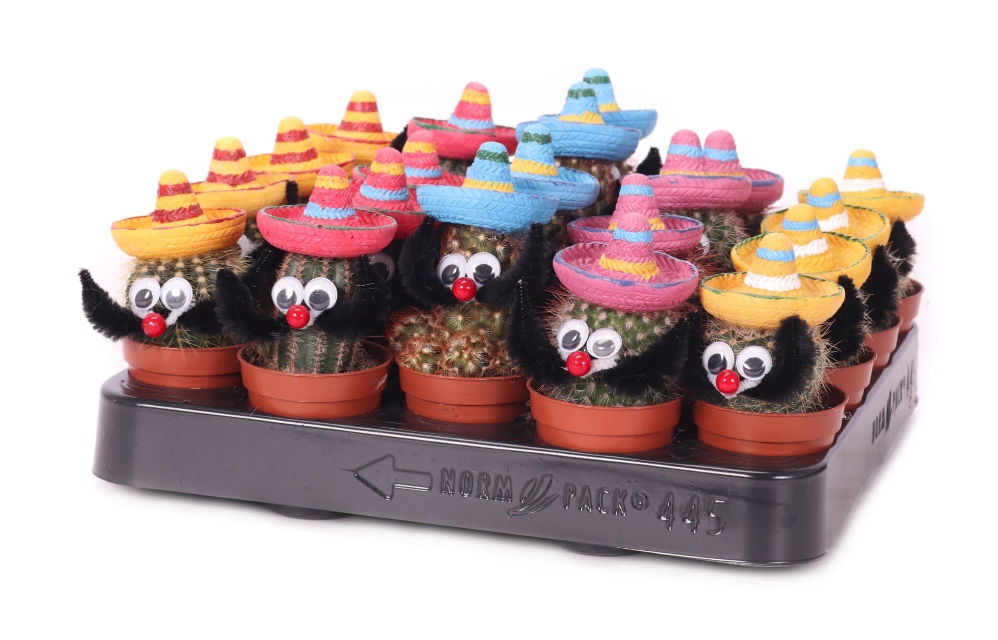 Cactus, in ghiveci, cu decoratiuni mexicane