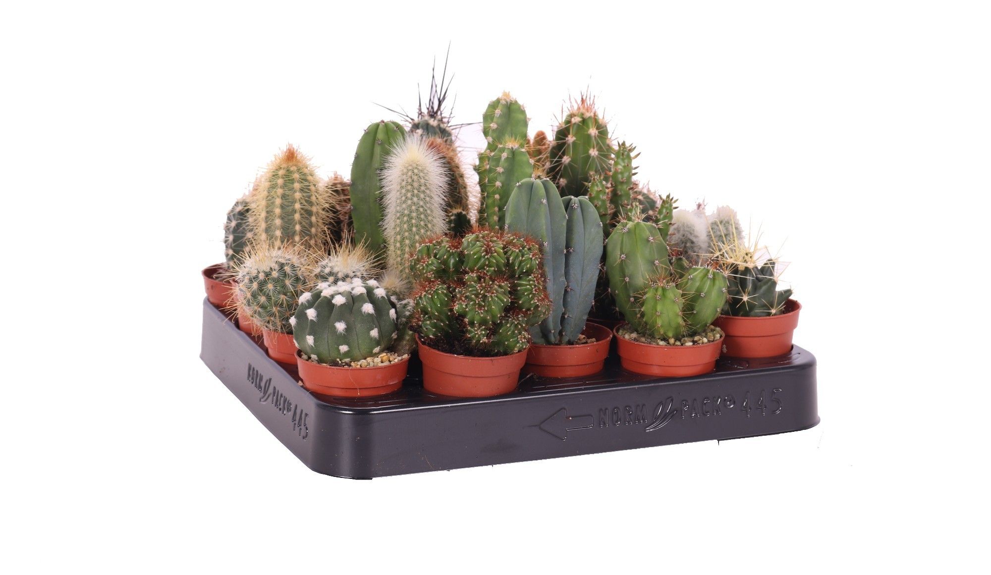 Mix Cactus 8 cm