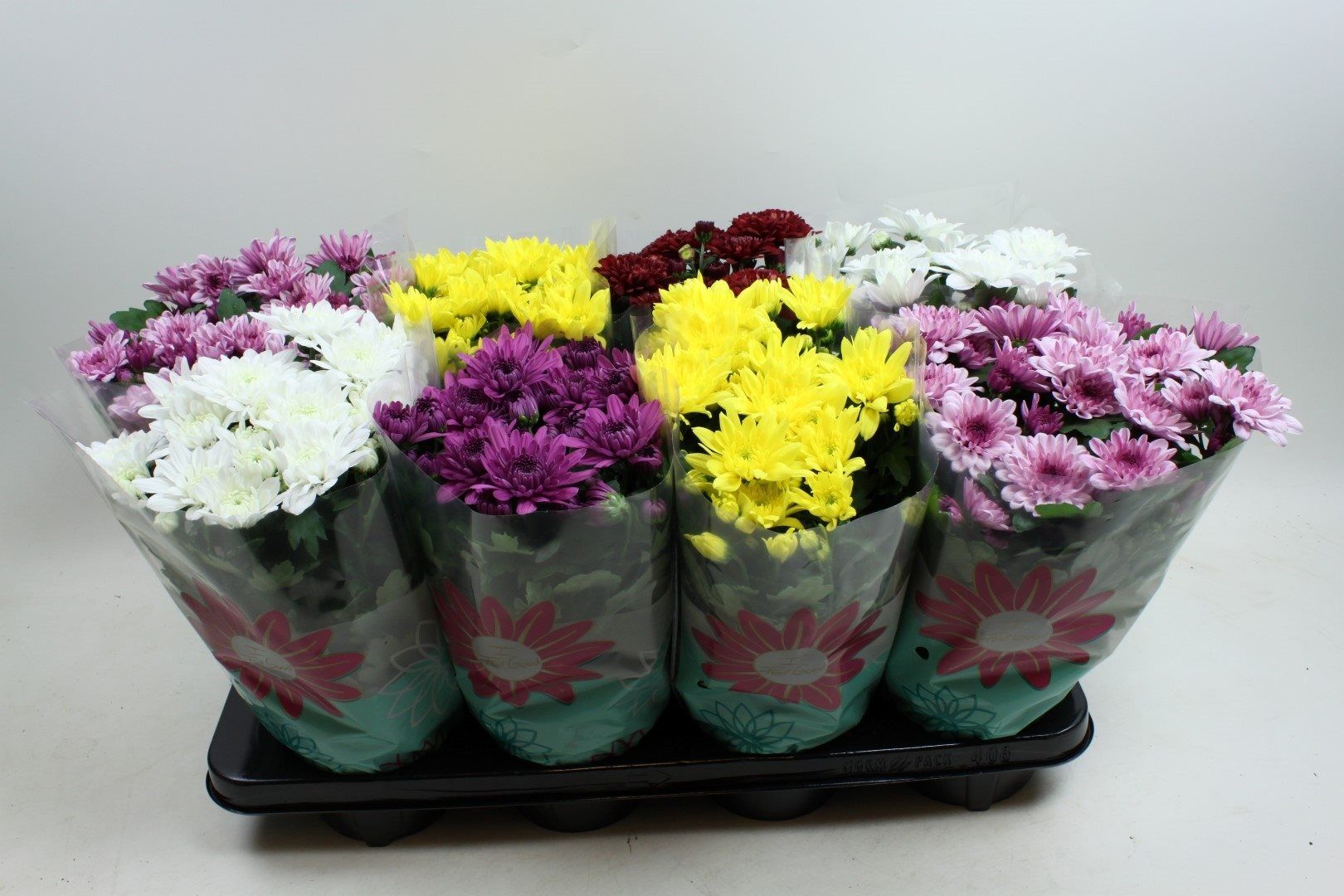 Mix dublu crizanteme, in ghiveci, 27 cm