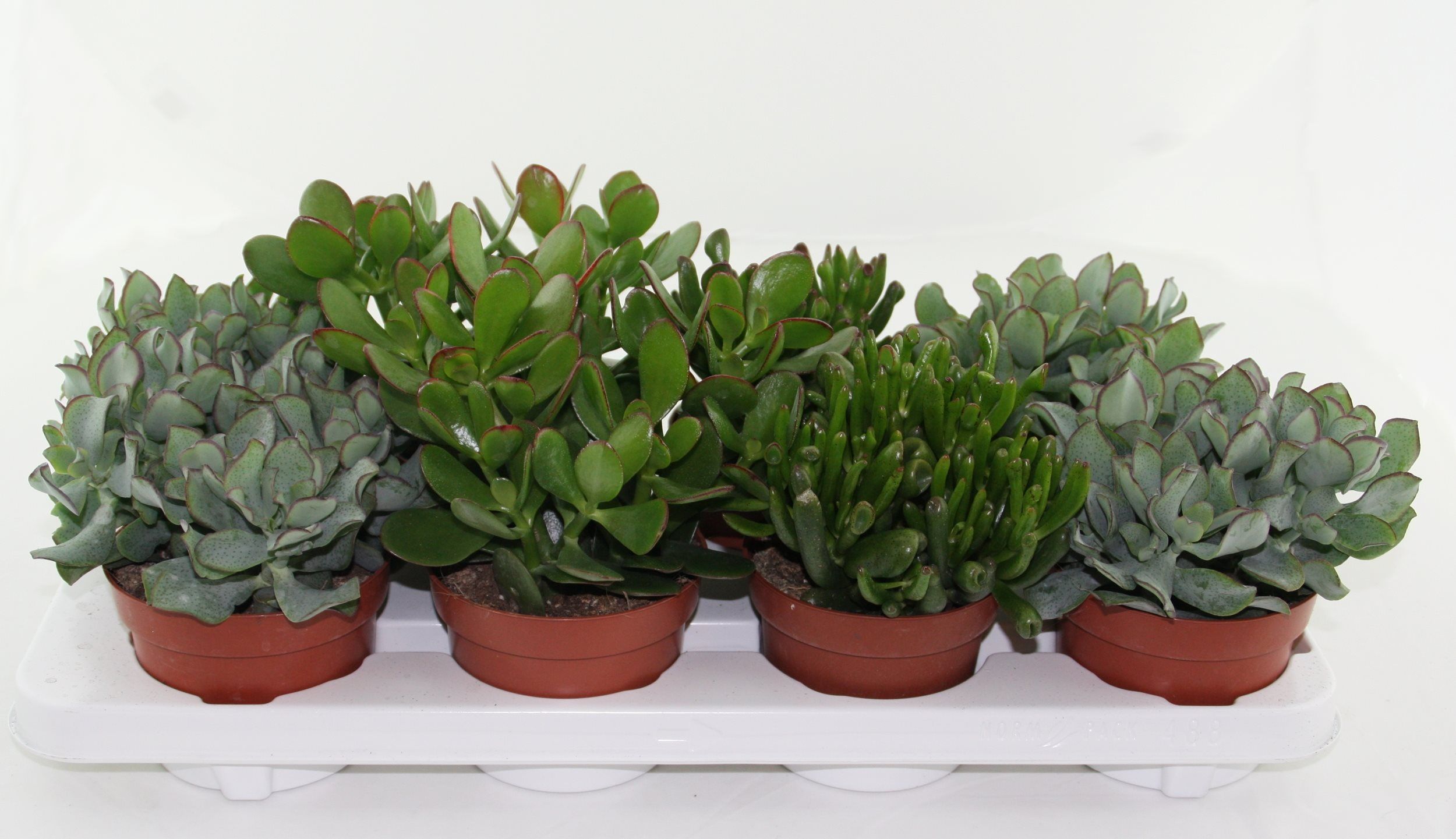 Mix Crassula, in ghiveci