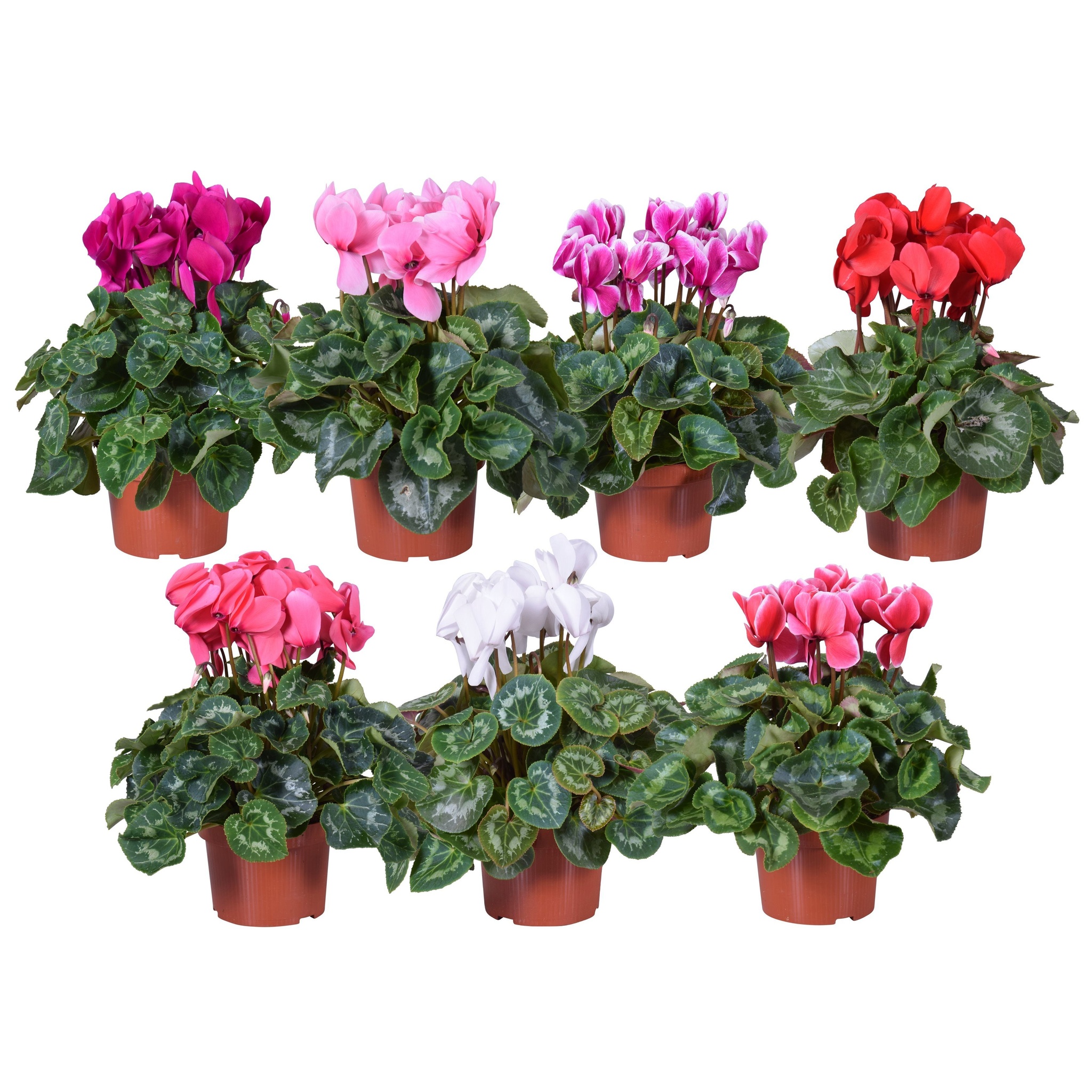 Mix cyclamen, in ghiveci, 25 cm