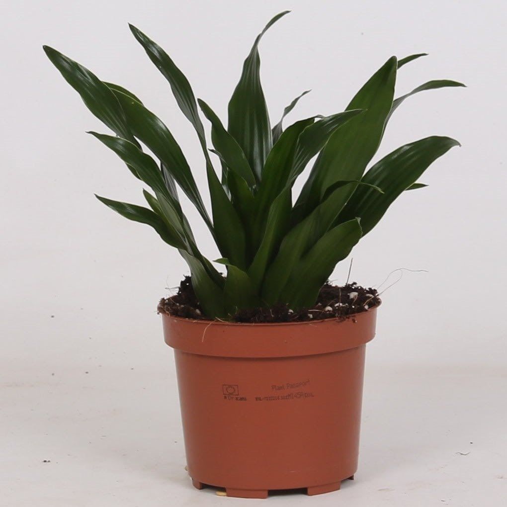 Dracaena Compacta, in ghiveci