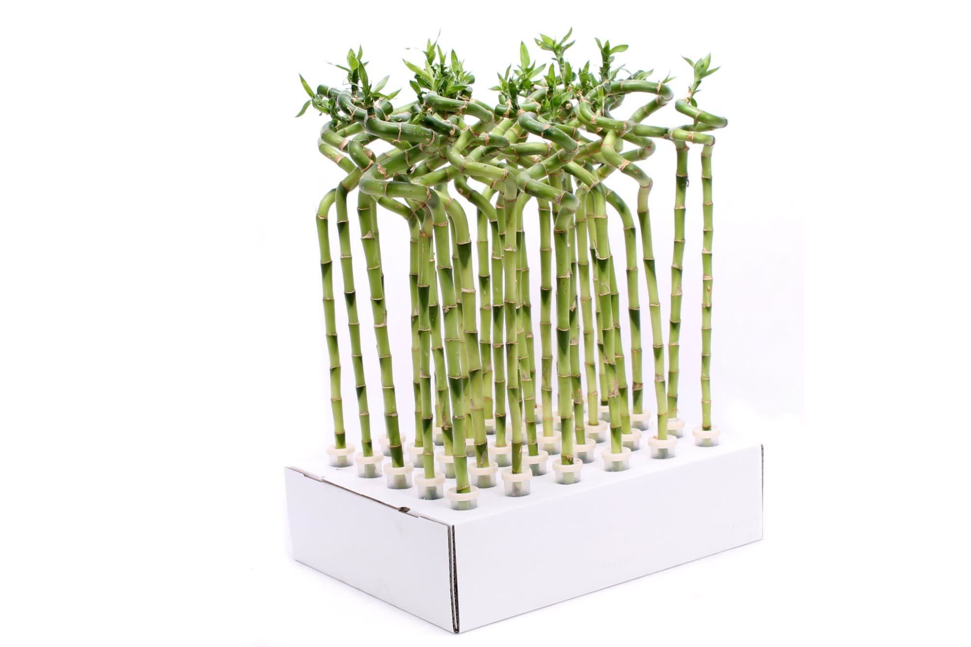 Dracaena Spirala