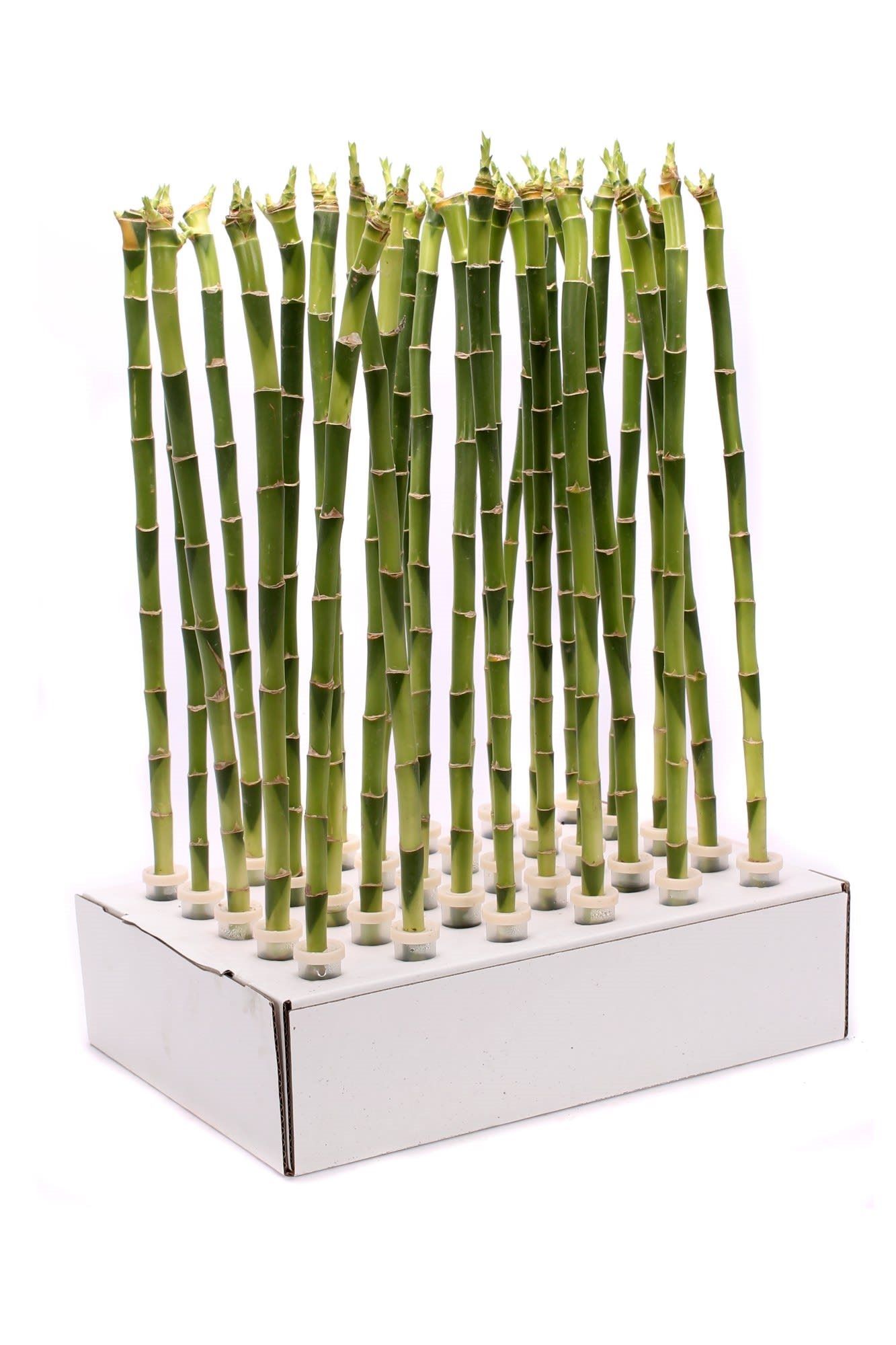 Dracaena Dreapta