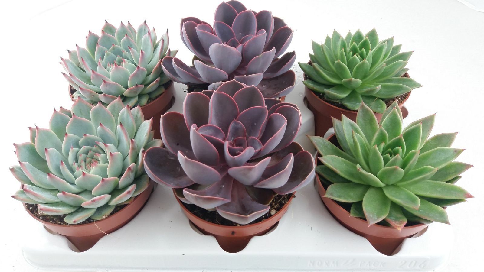 Mix Echeveria, in ghiveci, 1 bucata