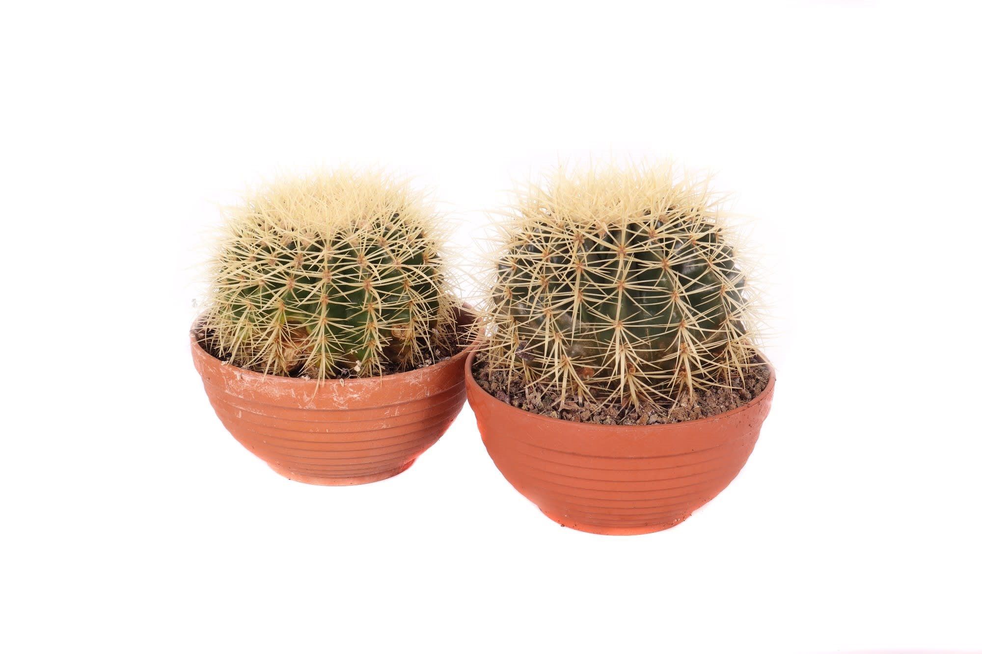 Cactus Grusonii, D12 cm, H 20 cm