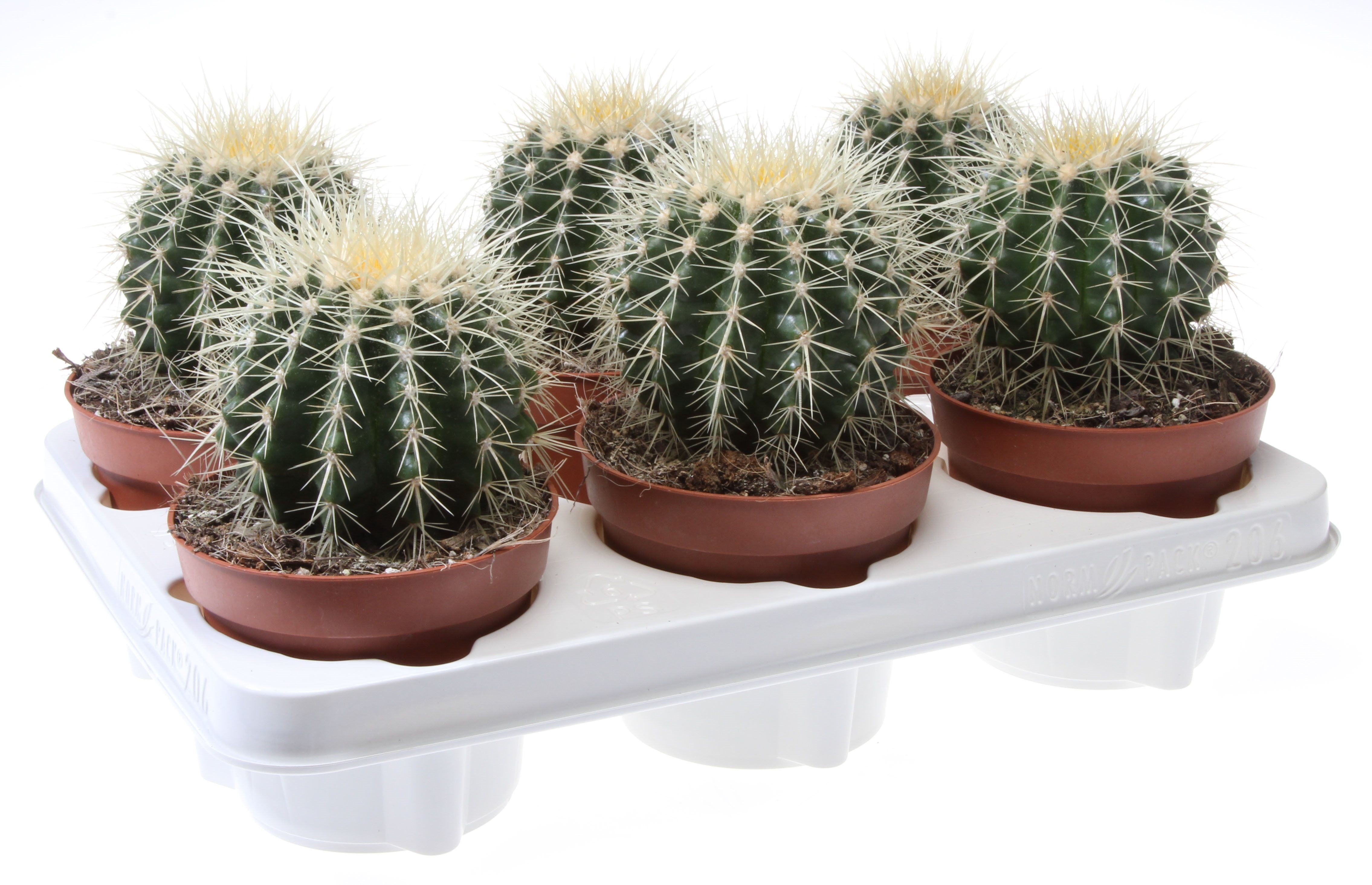 Cactus Grusonii, D 20 cm, H 25 cm