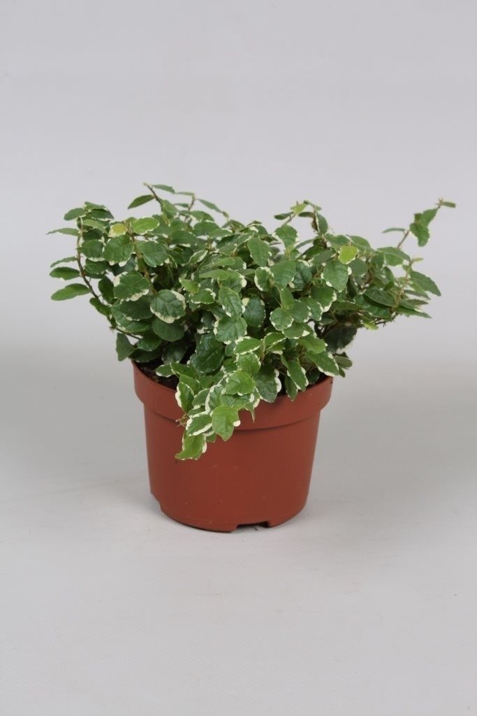 Ficus Pumila Alb, in ghiveci, 15 cm