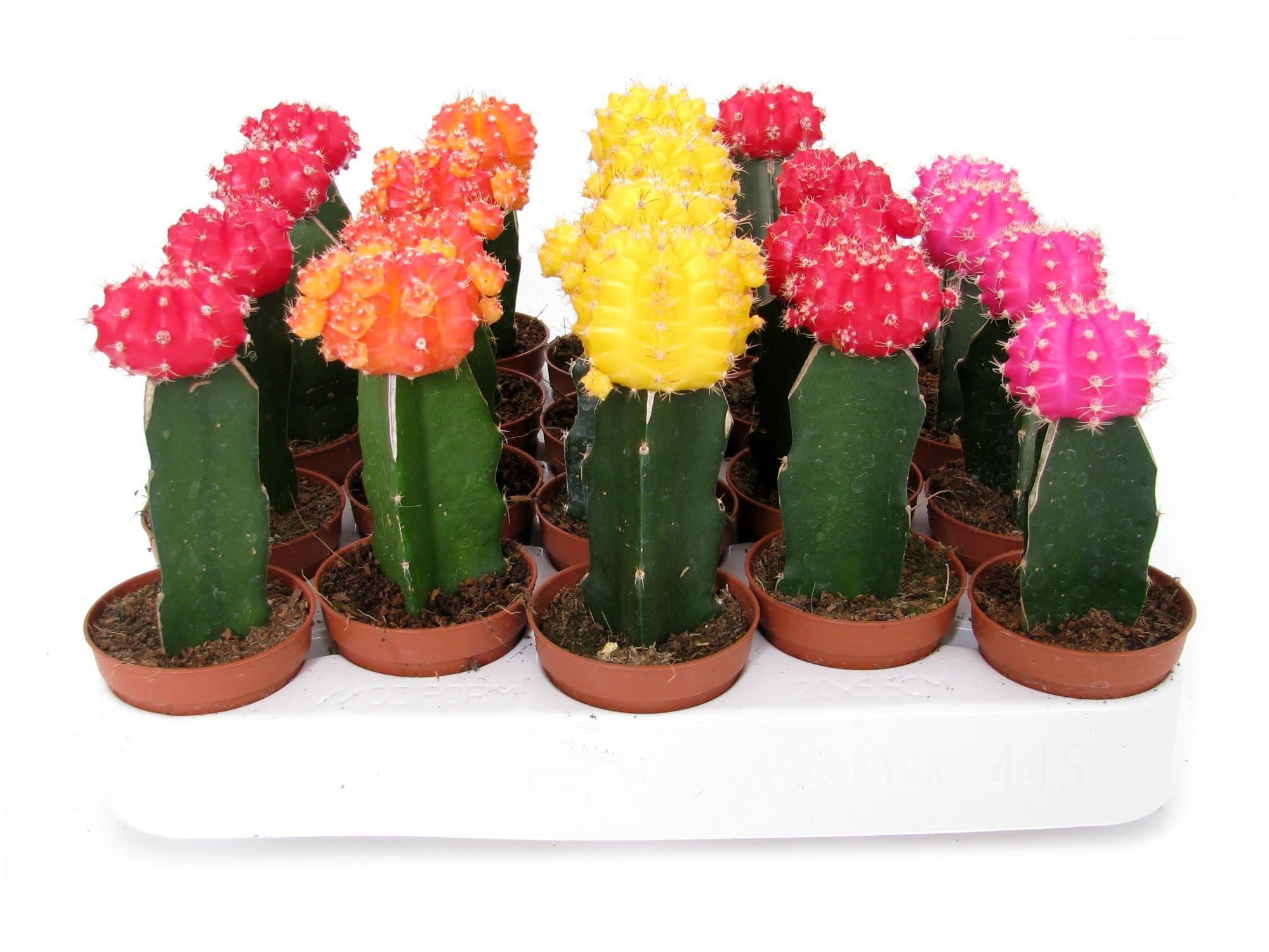 Mix Cactus Gymnocalicium, in ghiveci, 20 cm
