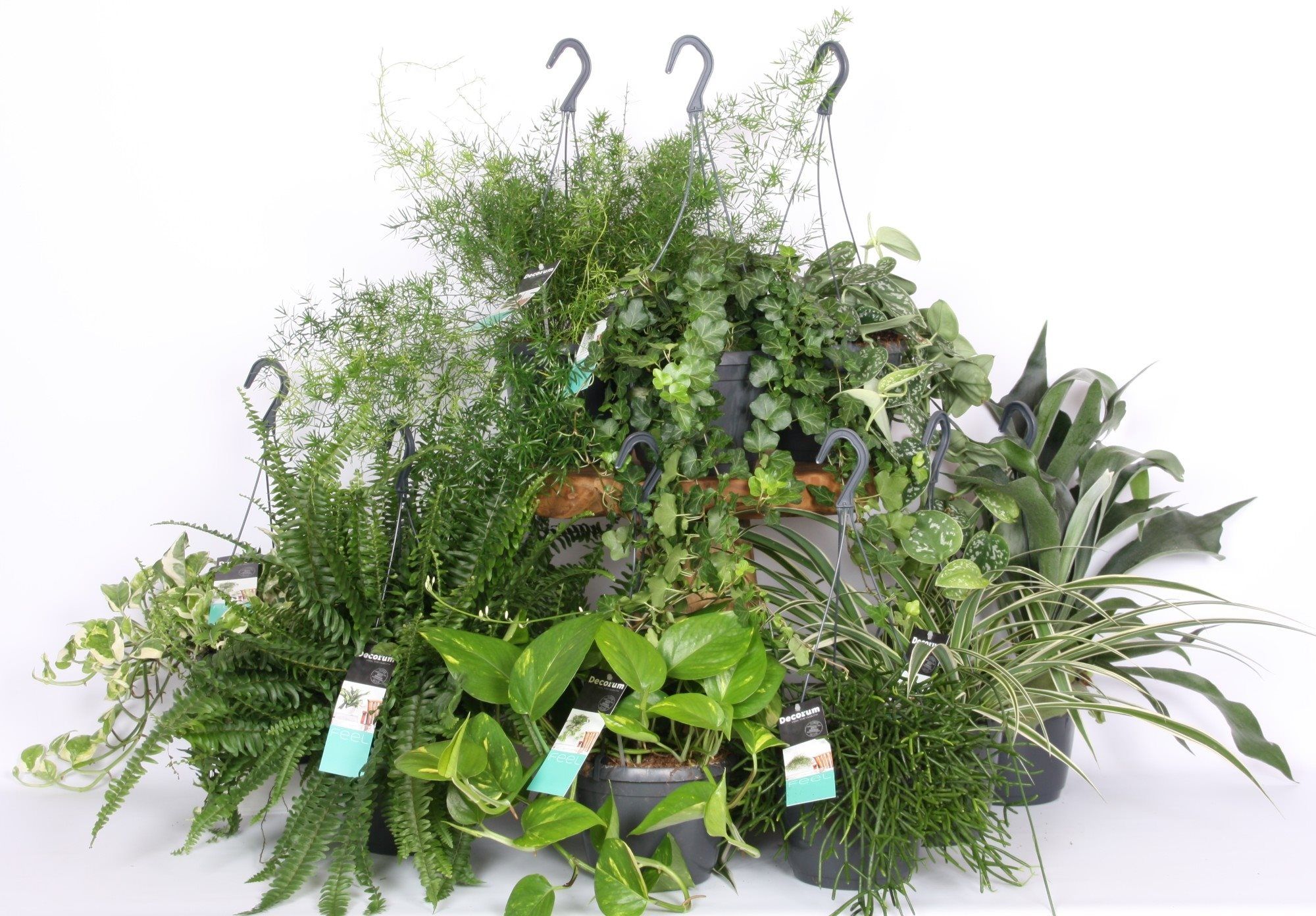 Mix plante atarnatoare