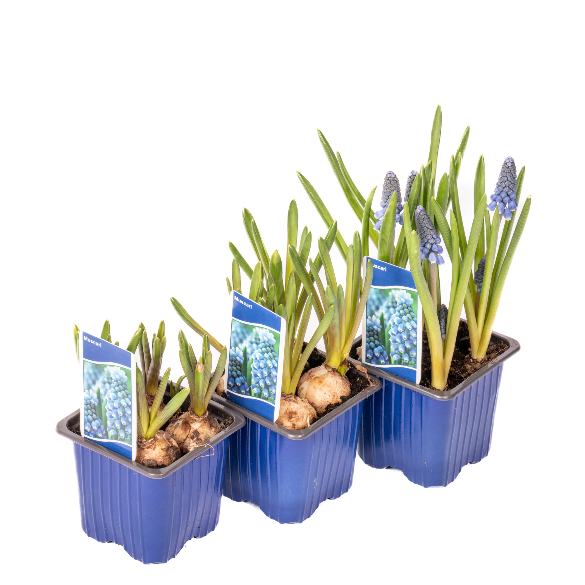 Muscari 4 Bulbi D7