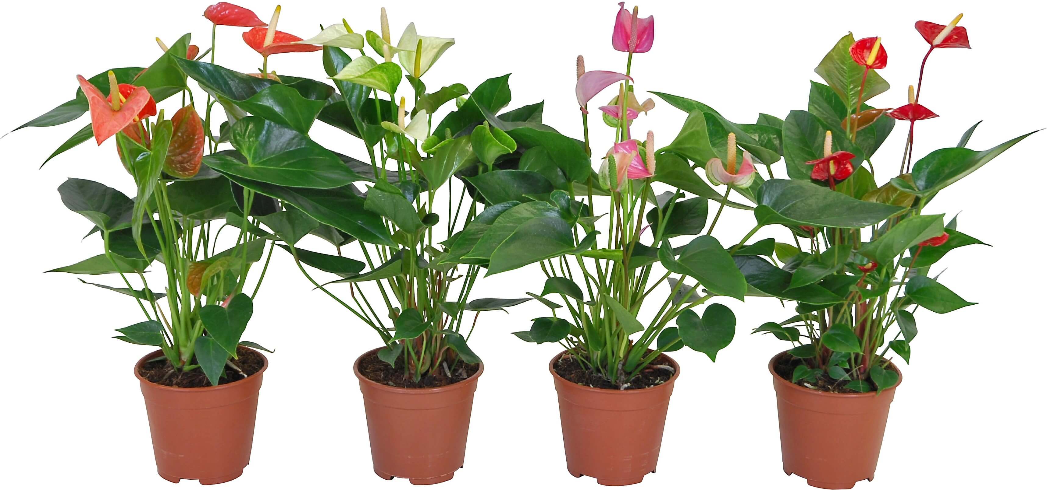 Anthurium D17