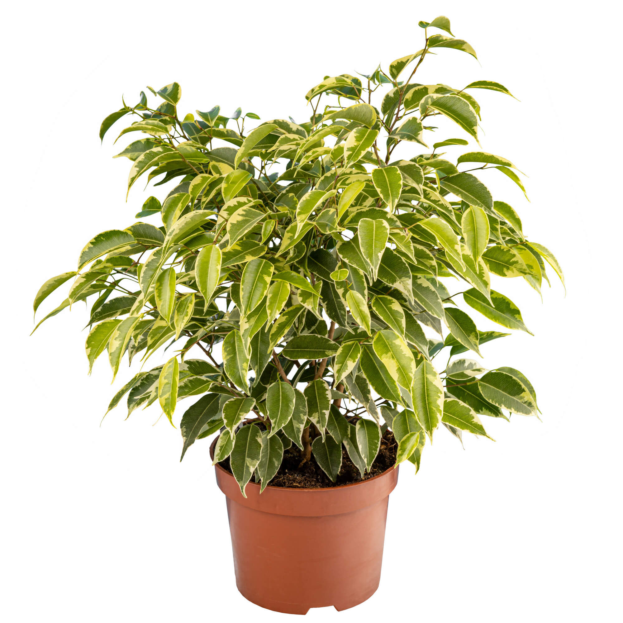 Ficus D12