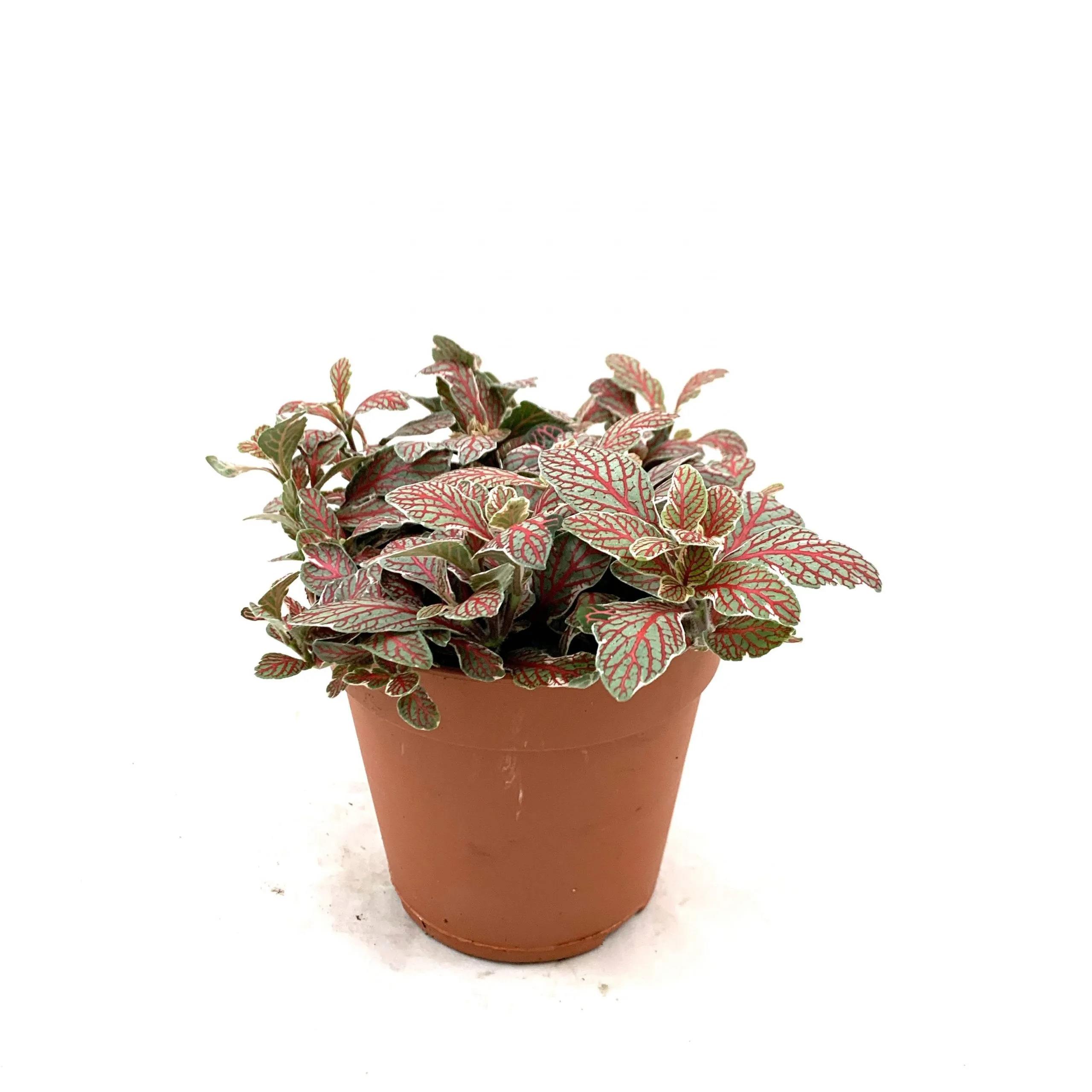 Hypoestes D9