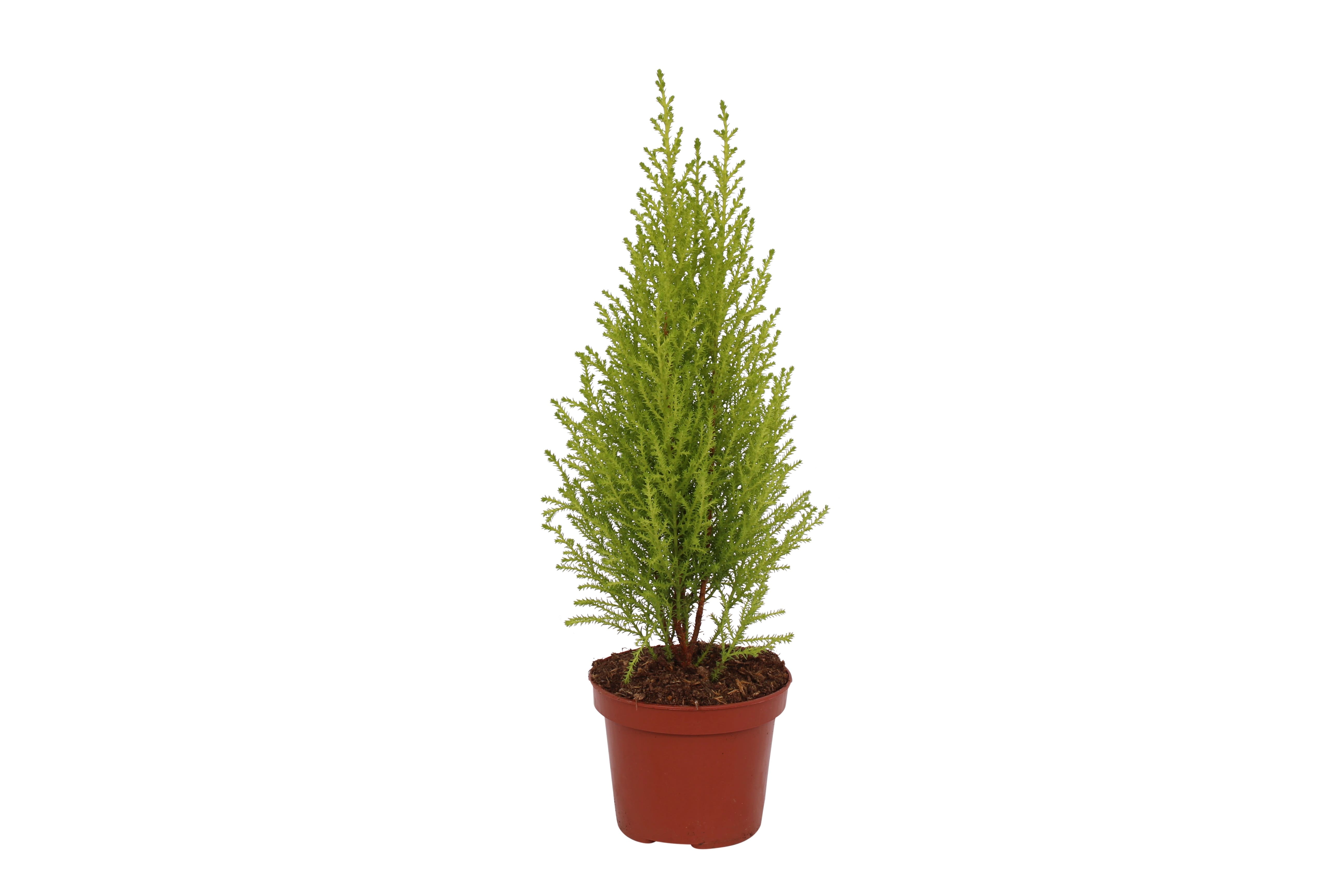 Thuja Cupressus Piramida, in ghiveci, 10.5 cm