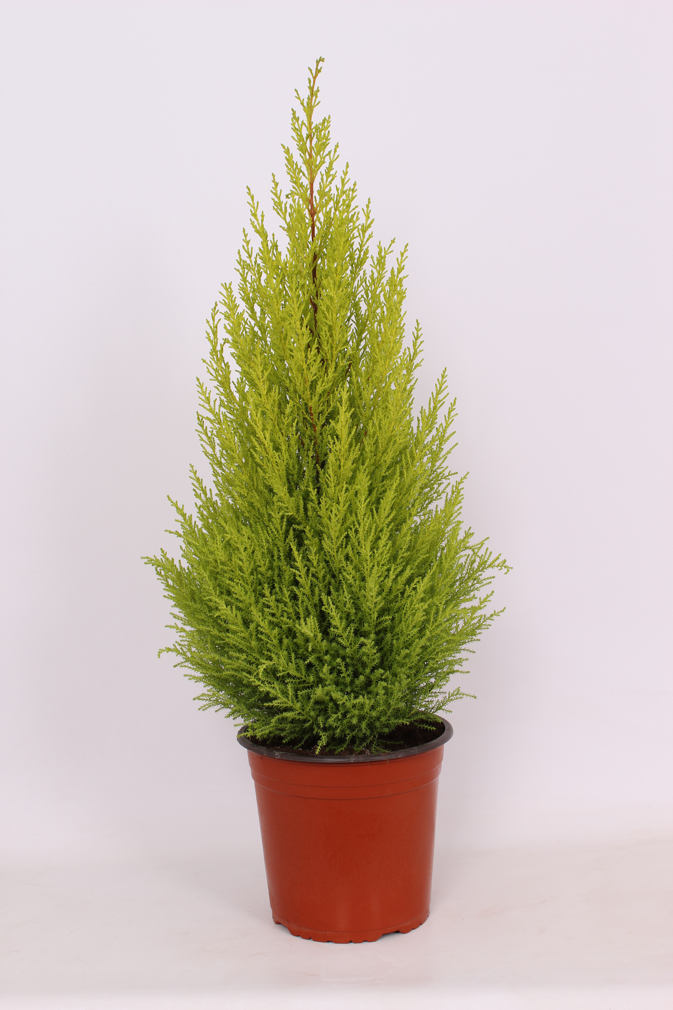 Thuja Cupressus Piramida, in ghiveci,  23 cm