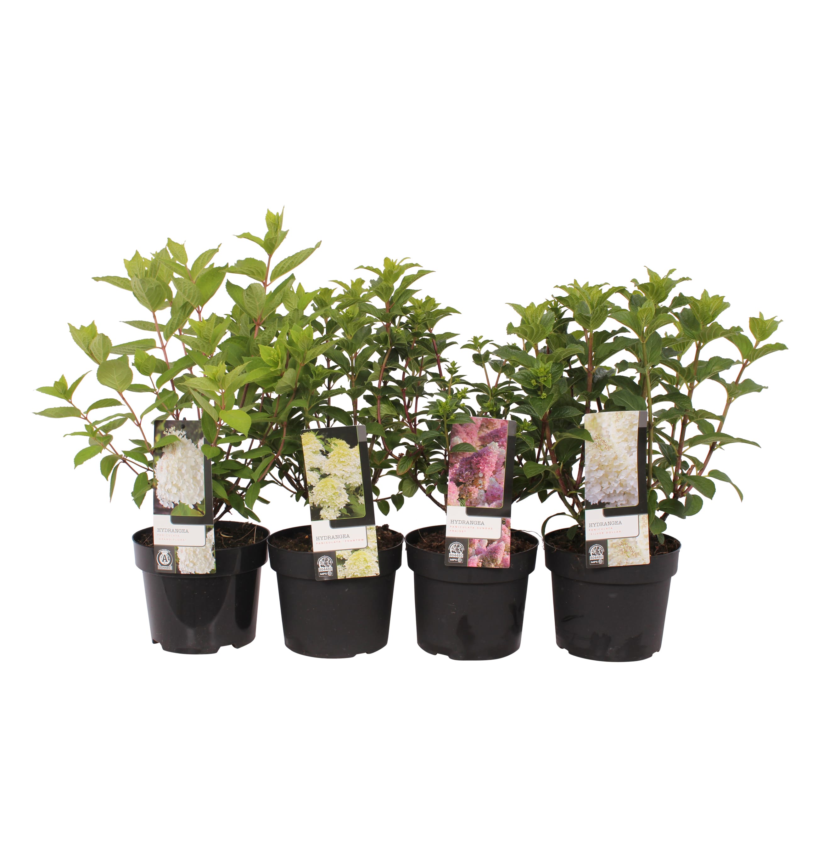 Mix Hydrangea Paniculata, in ghiveci