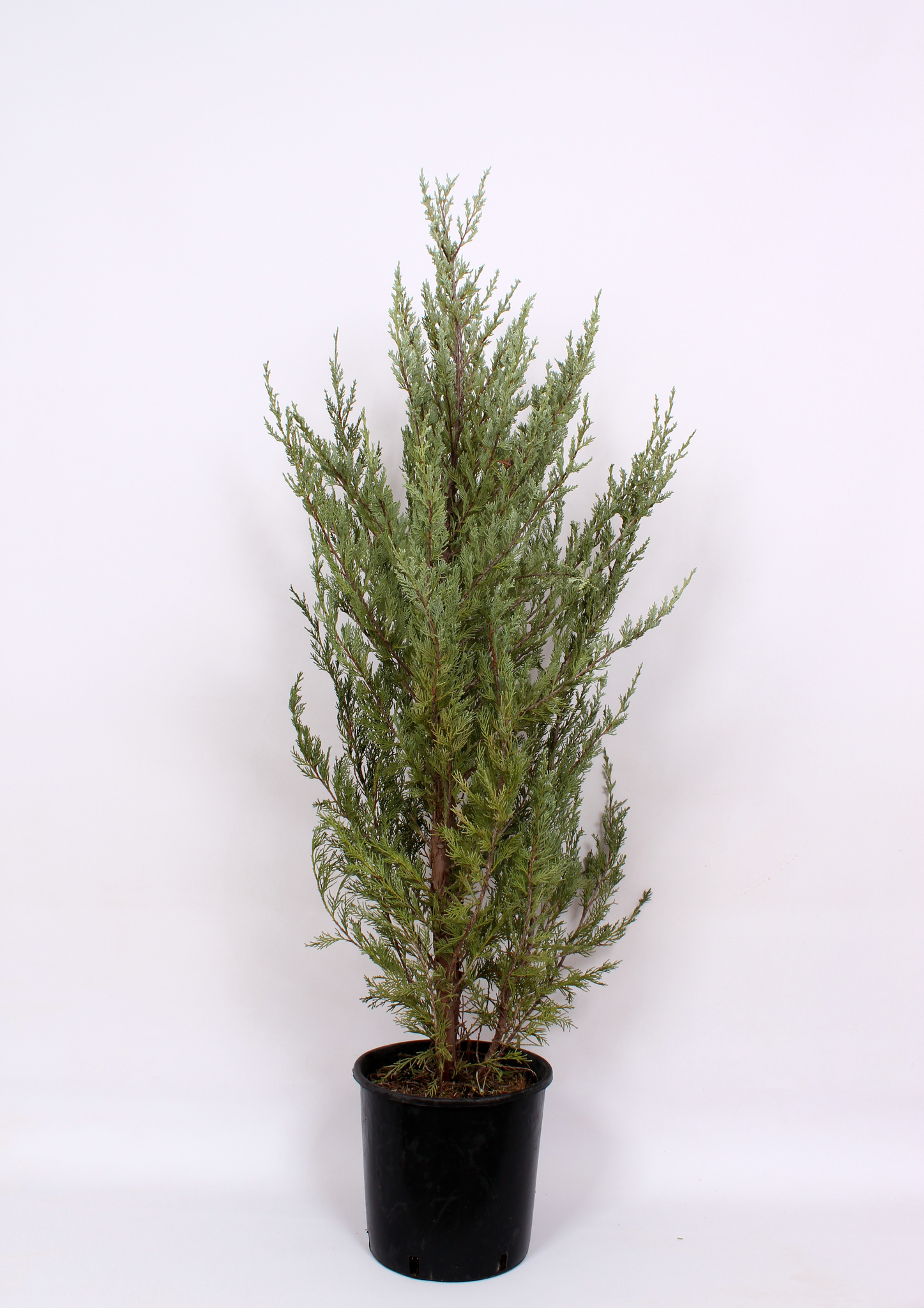 Ienupar Moonglow, in ghiveci, inaltime 120 - 140 cm
