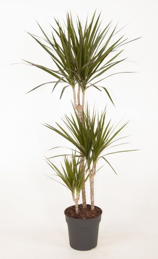 Dracaena Marginata, in ghiveci, 60 cm