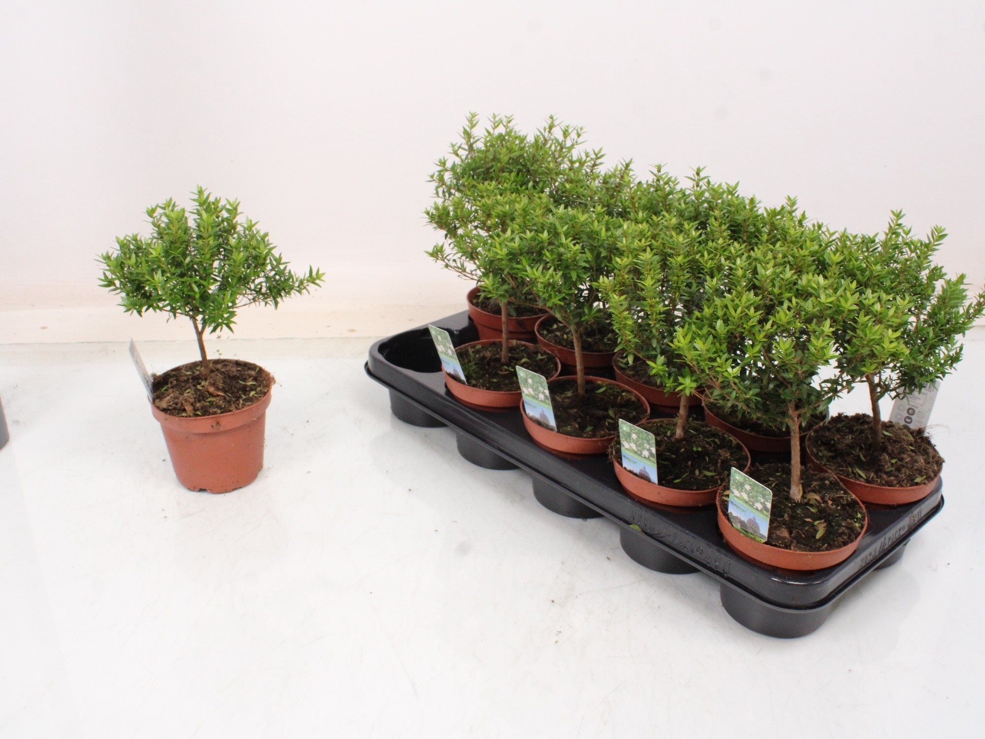 Mix de plante verzi, 15 cm