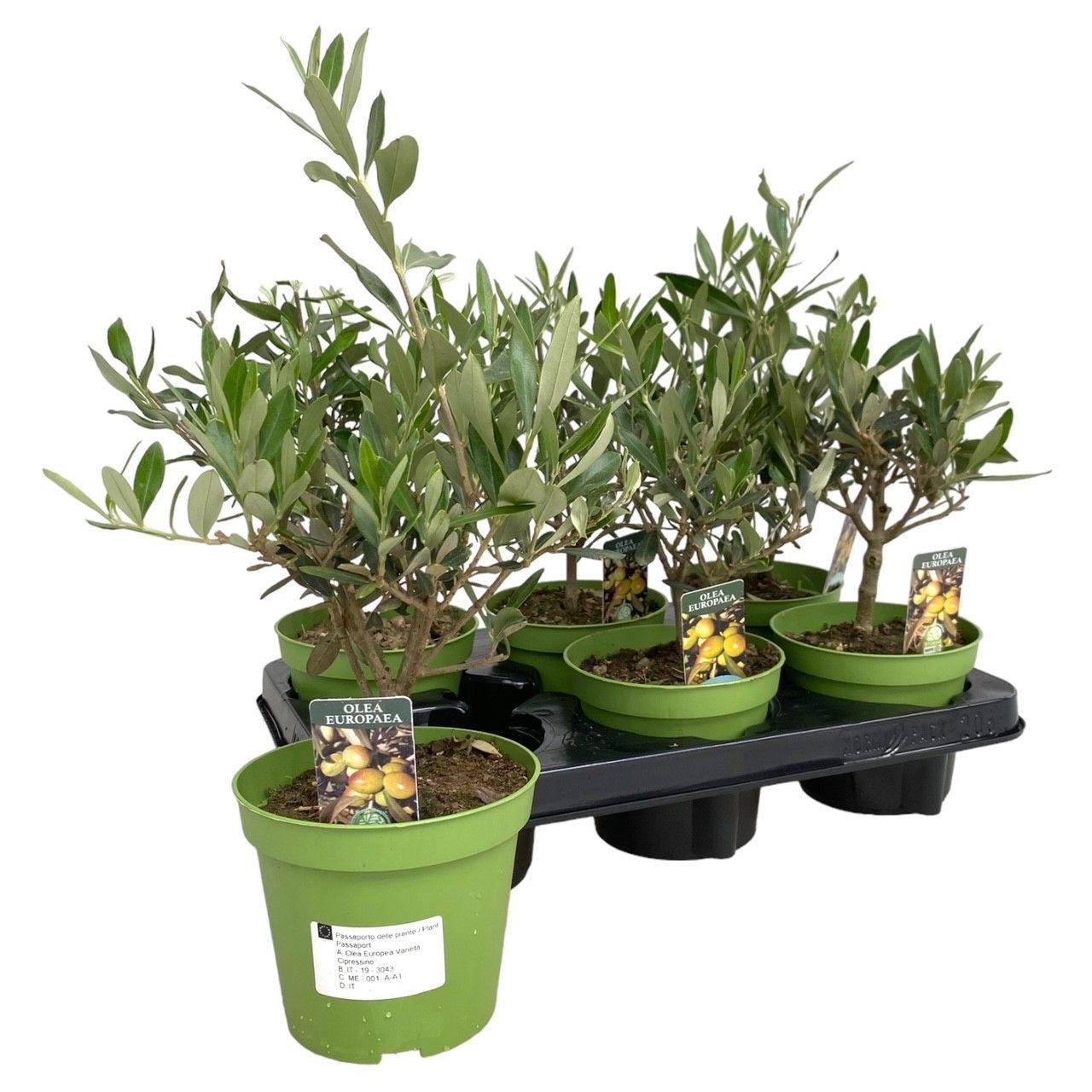 Olea Bush